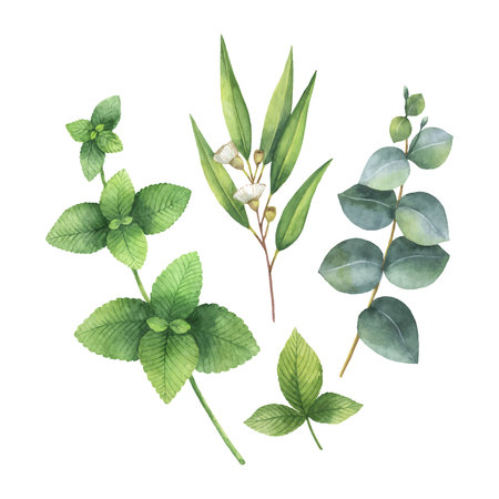 Watercolor vector bouquet with green eucalyptus leaves and field plants. Healing Herbs for cards, wedding invitation, posters, save the date or greeting design isolated on white background.のイラスト素材