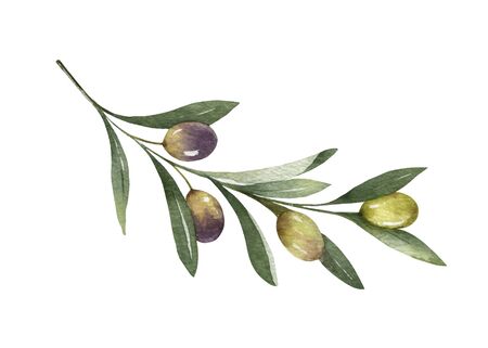Watercolor vector olive branch with leaves and fruits.のイラスト素材