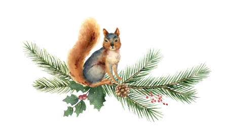 Watercolor vector Christmas card with squirrel and fir branches.のイラスト素材