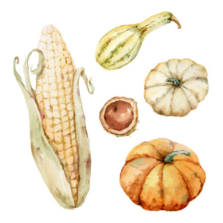 Watercolor vector set of pumpkin, corn and chestnut isolated on a white background.のイラスト素材