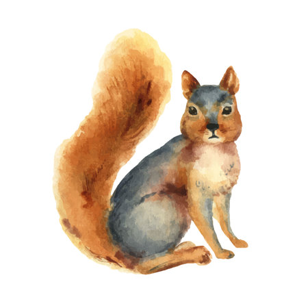 Watercolor vector card with a squirrel isolated on a white background.のイラスト素材