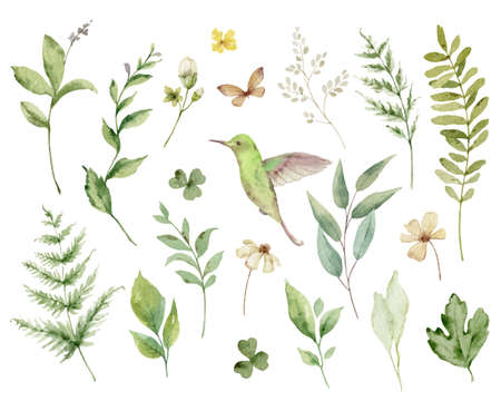 Hand painted vector watercolor set of herbs, flowers and hummingbird.のイラスト素材
