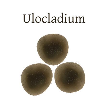 Ulocladium mold vector illustration isolated on white background.のイラスト素材