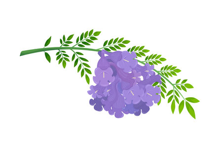 Jacaranda Mimosifolia tree, violet flowers and leaves on the branch.のイラスト素材