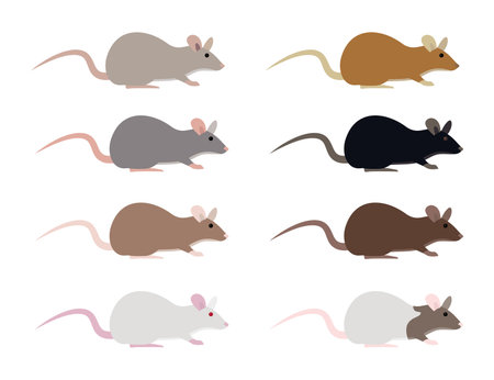 Eight Rats of Different Colors on White Backgroundのイラスト素材