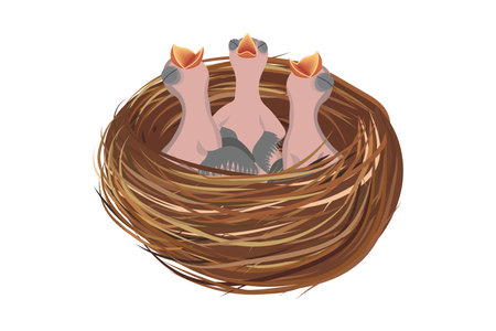 Three baby birds waiting for food in the nestのイラスト素材