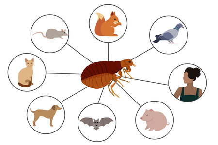 Flea Infestation, Exploring Common Hosts and Transmission to Humansのイラスト素材