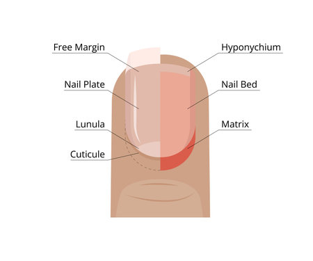 Detailed anatomical illustration of a fingernail. Matrix, nail bed, lunula, cuticle, nail plate, hyponychium, and free marginのイラスト素材