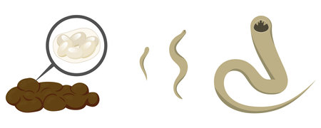 Hookworm eggs in feces and develop into larvae, mature into adult worms, causing hookworm infection, common intestinal parasite infectionのイラスト素材