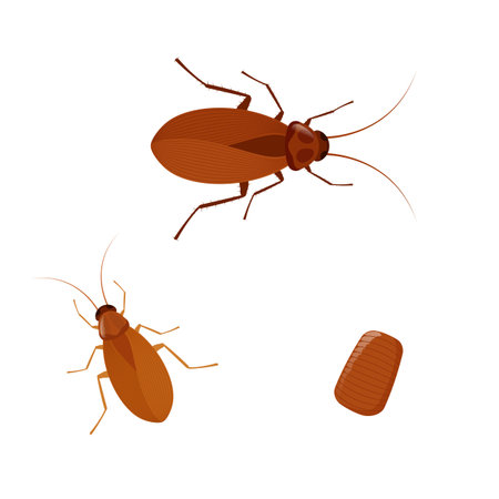 Cockroach lifecycle showing different stages of development