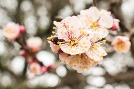Flowers apricotの写真素材