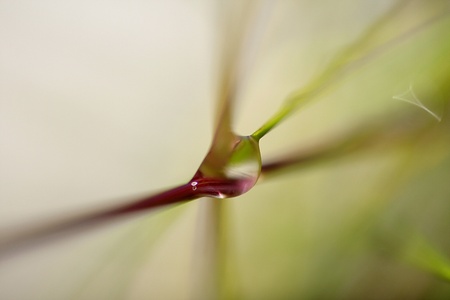 Water drop の写真素材