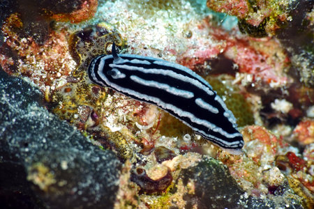 Nudibranchs on the reefs of the Maldives. Macro photography.の写真素材