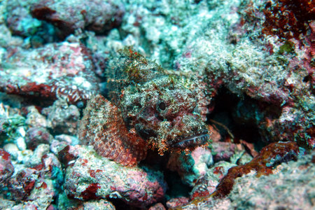 Scorpionfish in the reefs of the Maldives. Underwater footage of scorpion fish.の写真素材