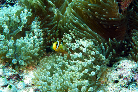 Anemone fish in the reefs of the Maldives.の写真素材