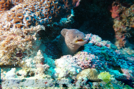 Moray eel in the reefs of the Maldives. Underwater photography.の写真素材