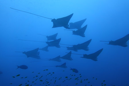 School of eagle rays in the reefs of the Maldives