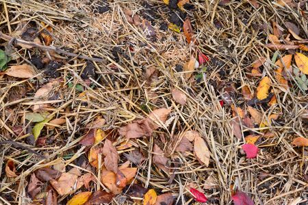 garden beds prepared with straw and leaves that will break down forcompostの写真素材