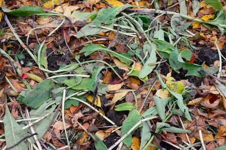 layers of green and brwon leaves ready to compost into the garden bedの写真素材