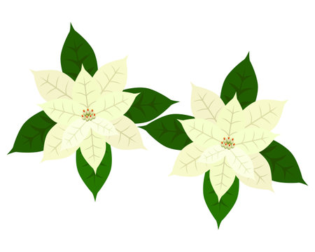Christmas Illustration, White Poinsettiaのイラスト素材