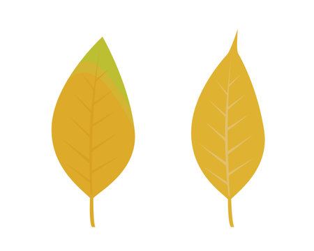 Autumn plants and dry leaves on white backgroundのイラスト素材