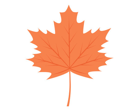 Autumn plant, maple leaf on white backgroundのイラスト素材