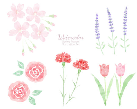 Watercolor flowers set. Hand painted vector illustration. Isolated on white background.のイラスト素材