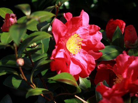 Camellia flower in the garden,Camellia japonicaの写真素材