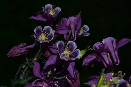 Purple Columbineの写真素材