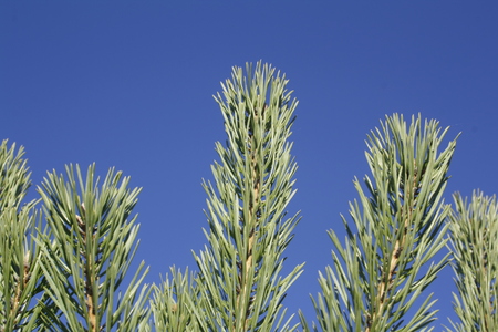 pine branch against the blue sky