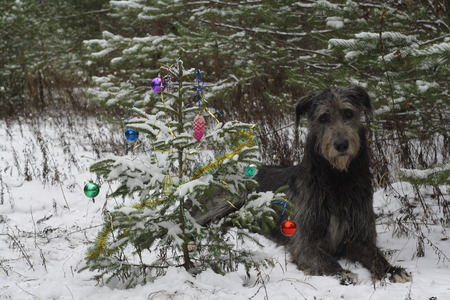 dog near the Christmas treeの写真素材