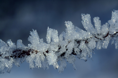 branch of tree, covered by frost closeupの写真素材