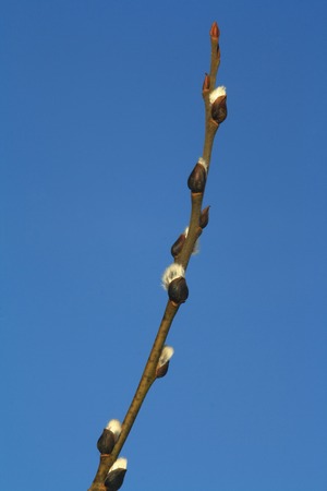 branch of willow against blue sky