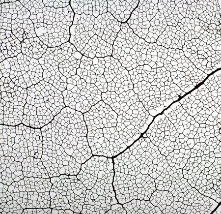 skeleton of leaf maple closeup. abstract textureの写真素材