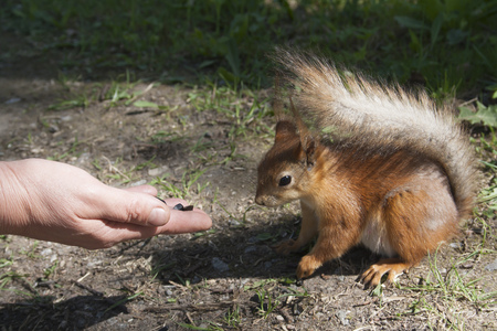 feeding of squirrel from palmの写真素材