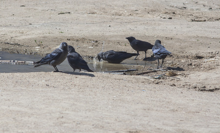 rooks in a puddle during droughtsの写真素材