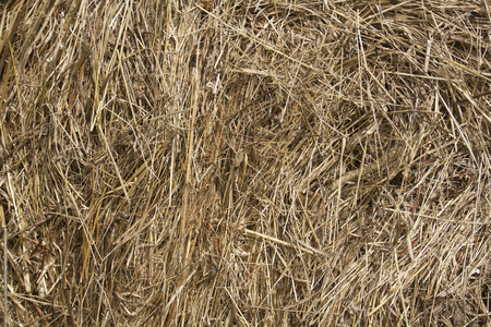 texture of hay closeupの写真素材