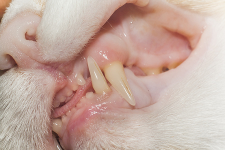teeth of cat closeupの写真素材