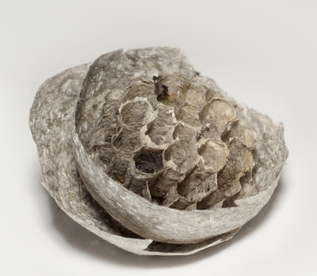 cut of vespiary with cells closeup