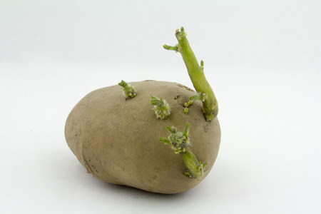 sprouted potatoes on white backgroundの写真素材