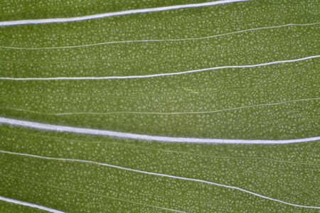 leaf of calla closeup abstract natural textureの写真素材