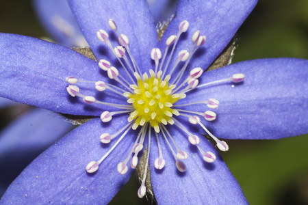 blue flower of hepatica extreme closeup