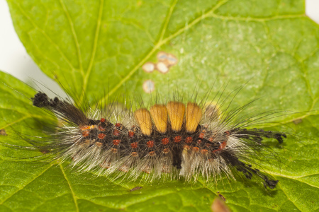 big, hairy caterpillar. maggot of Lymantriinaeの写真素材