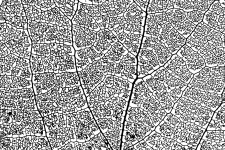 skeleton aspen leaf natural abstract texture vector silhouetteのイラスト素材