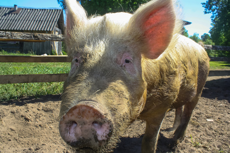 big dirty pig closeup