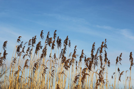 Autumn reeds backgroundの写真素材