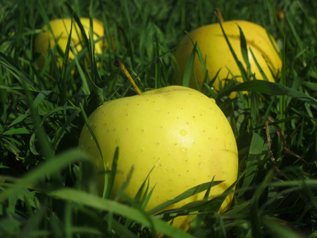 Big wet yellow fresh apples on a spring field of green grassの写真素材