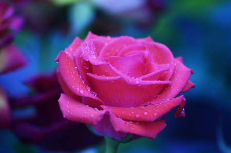 Fresh and wet pink and red roses with droplets in macro photographyの写真素材