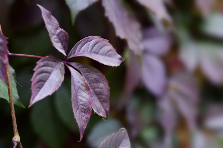 Autumn leaves on the neutral blurred backgroundの写真素材