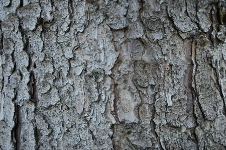 Close up of a wood brown bark texture in daytime outdoors